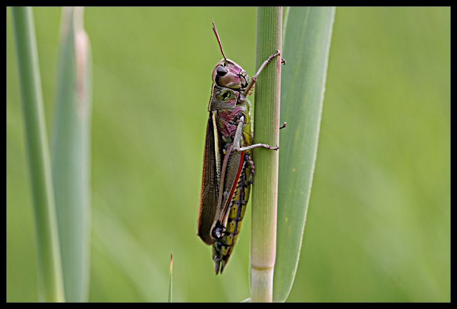 Moerassprinkhaan