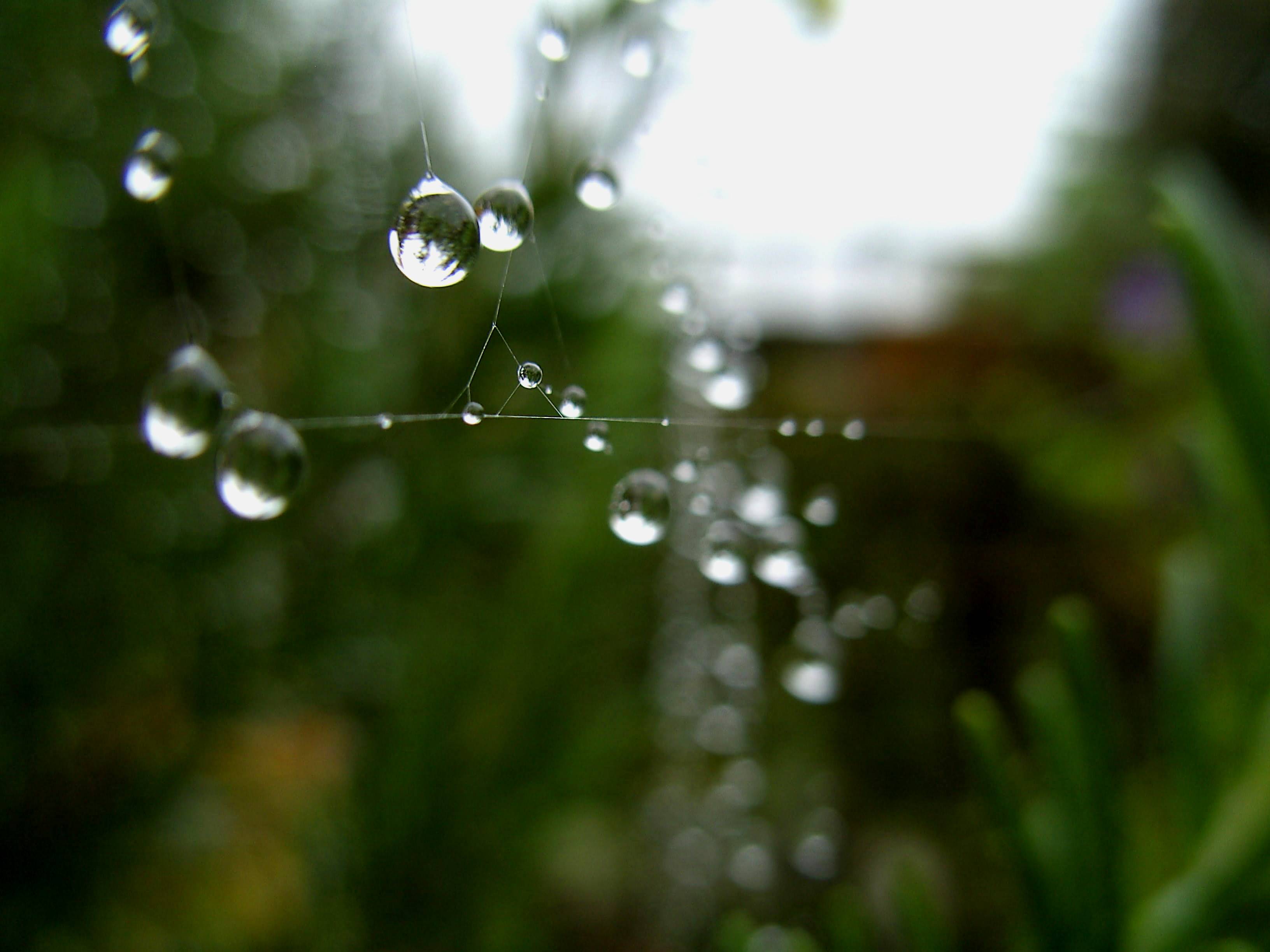 Spinnenweb