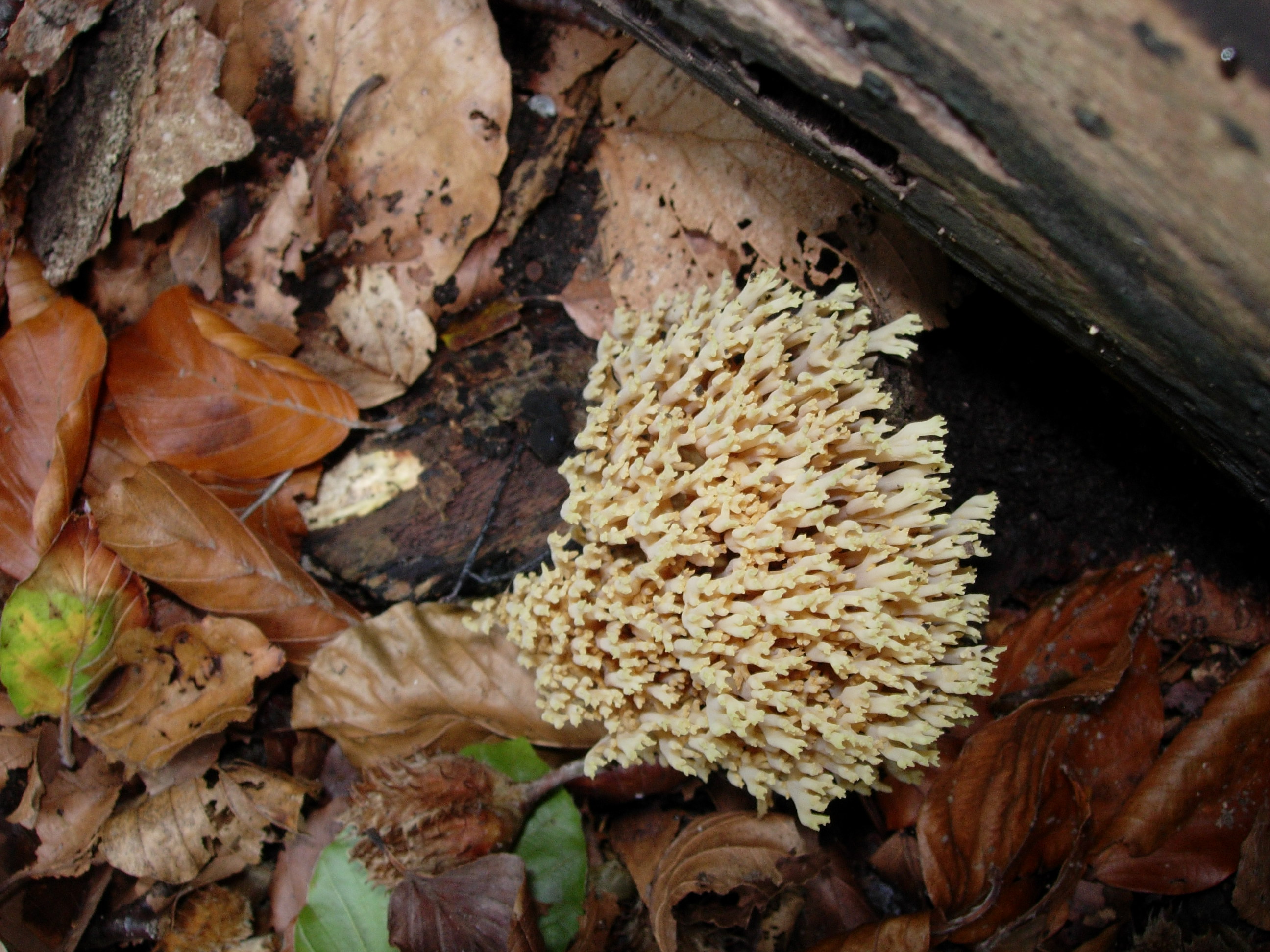 Vertakt kroonknotsje