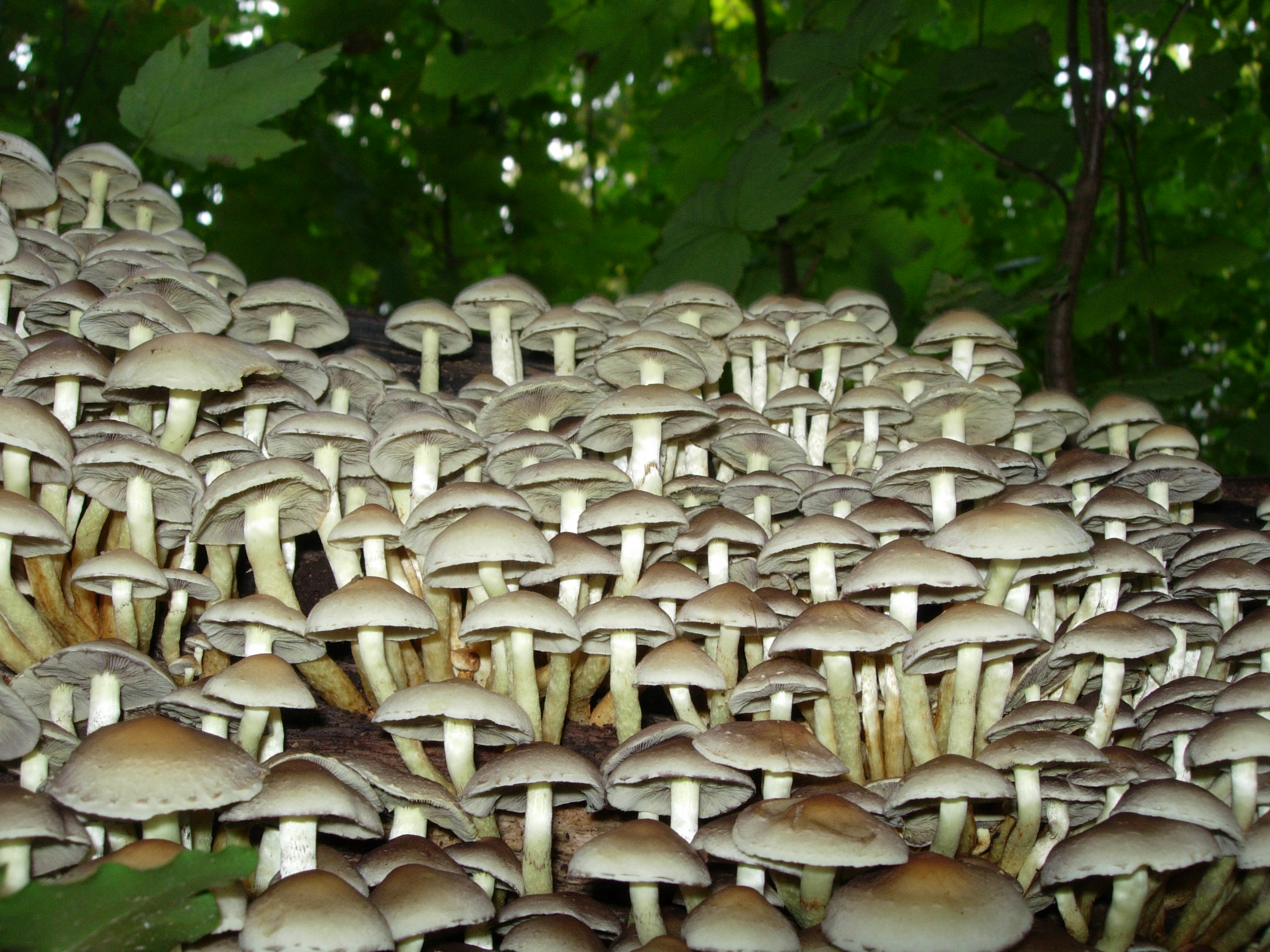 Overvloed aan paddestoelen