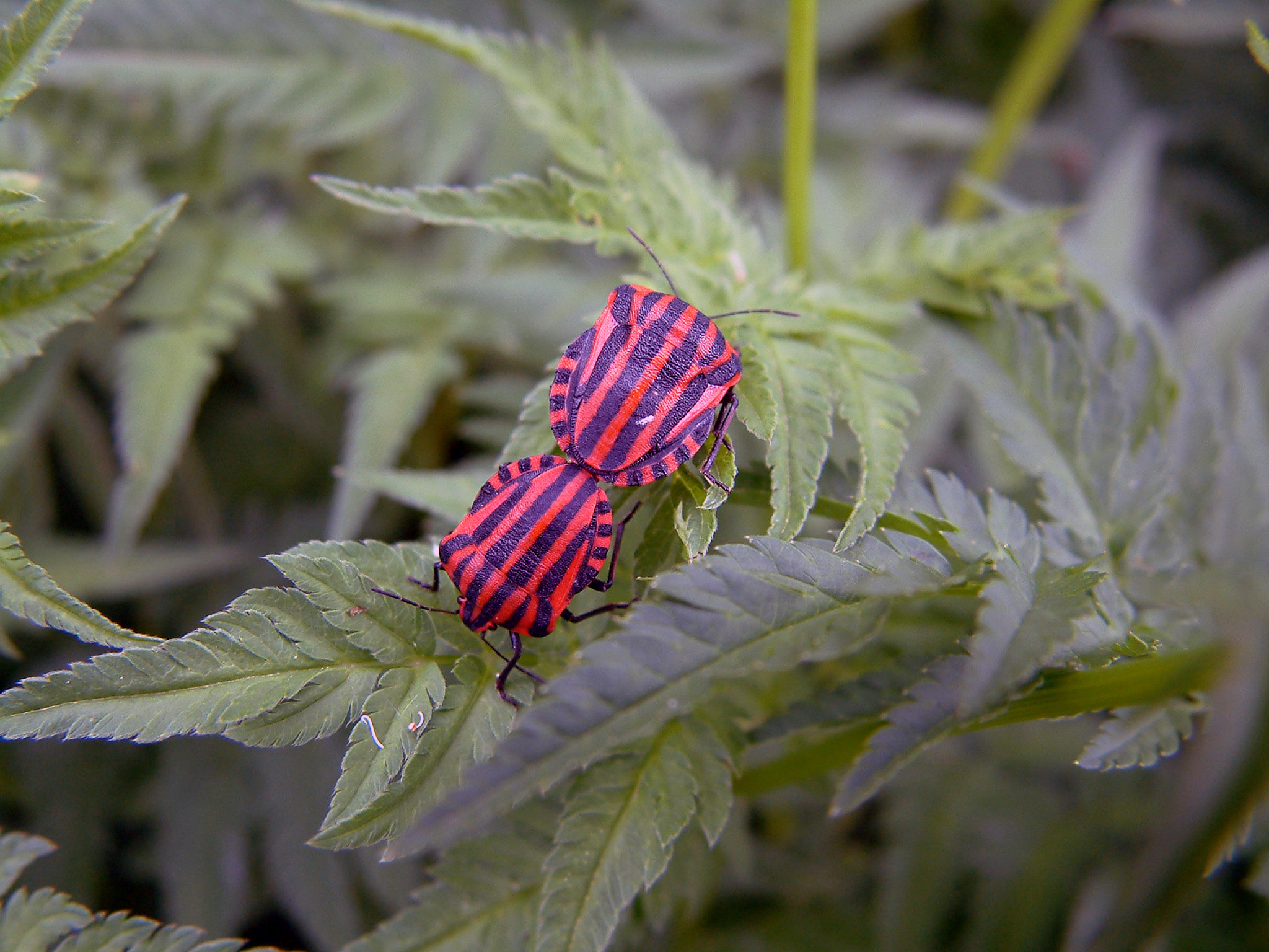 parende gestreepte schildwantsen