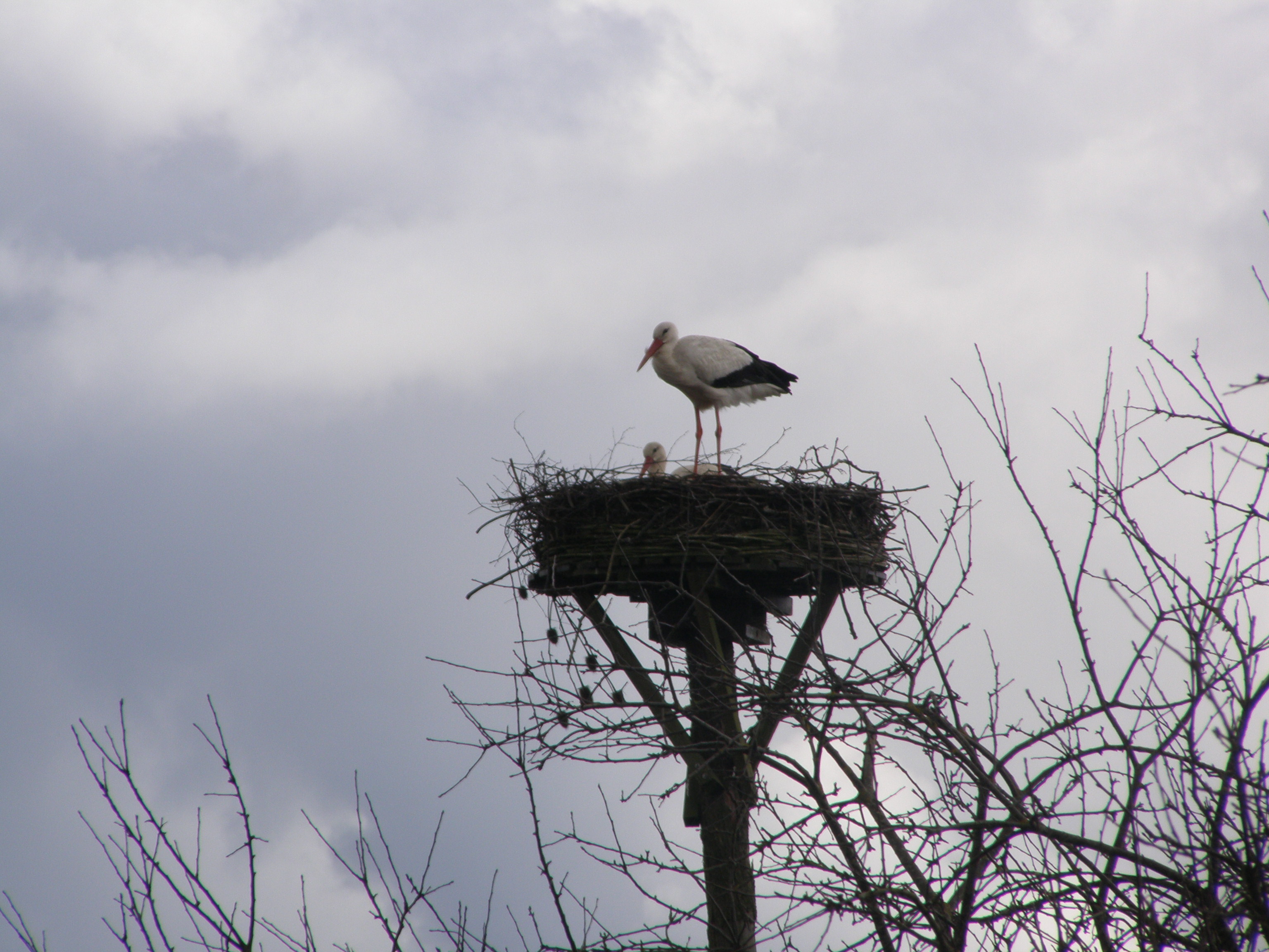 Ooievaars op nest in de Olde Maten.