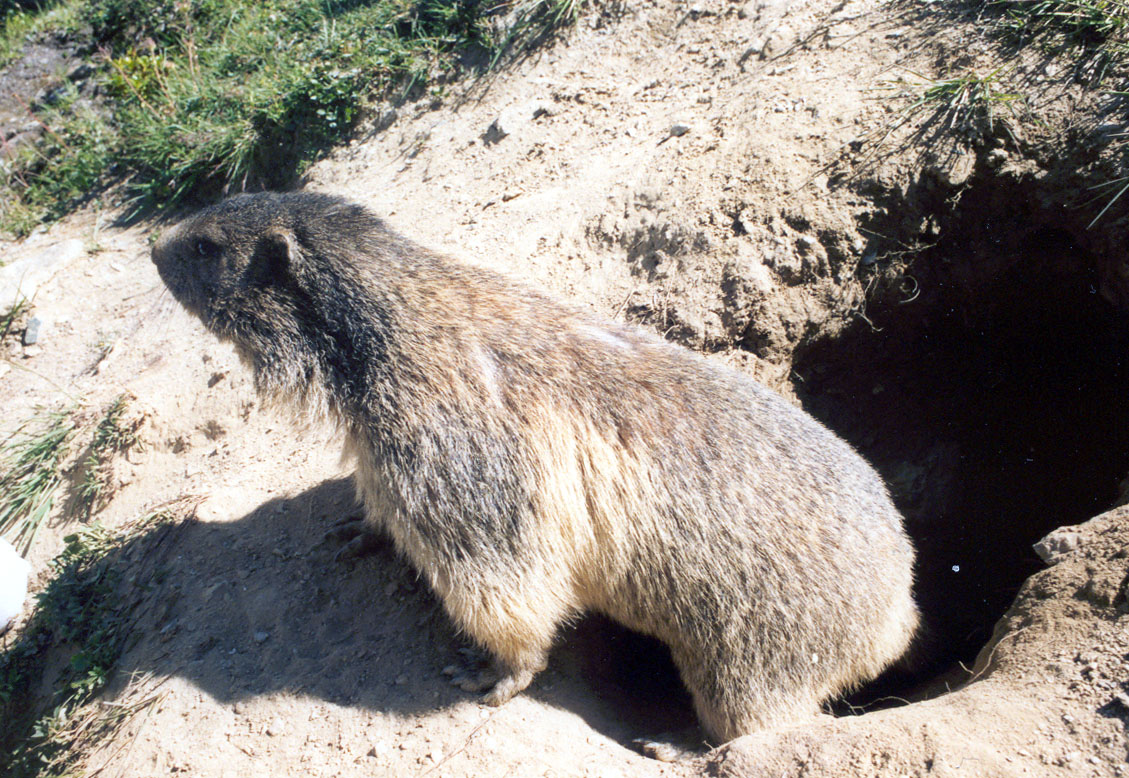 Alpenmarmot