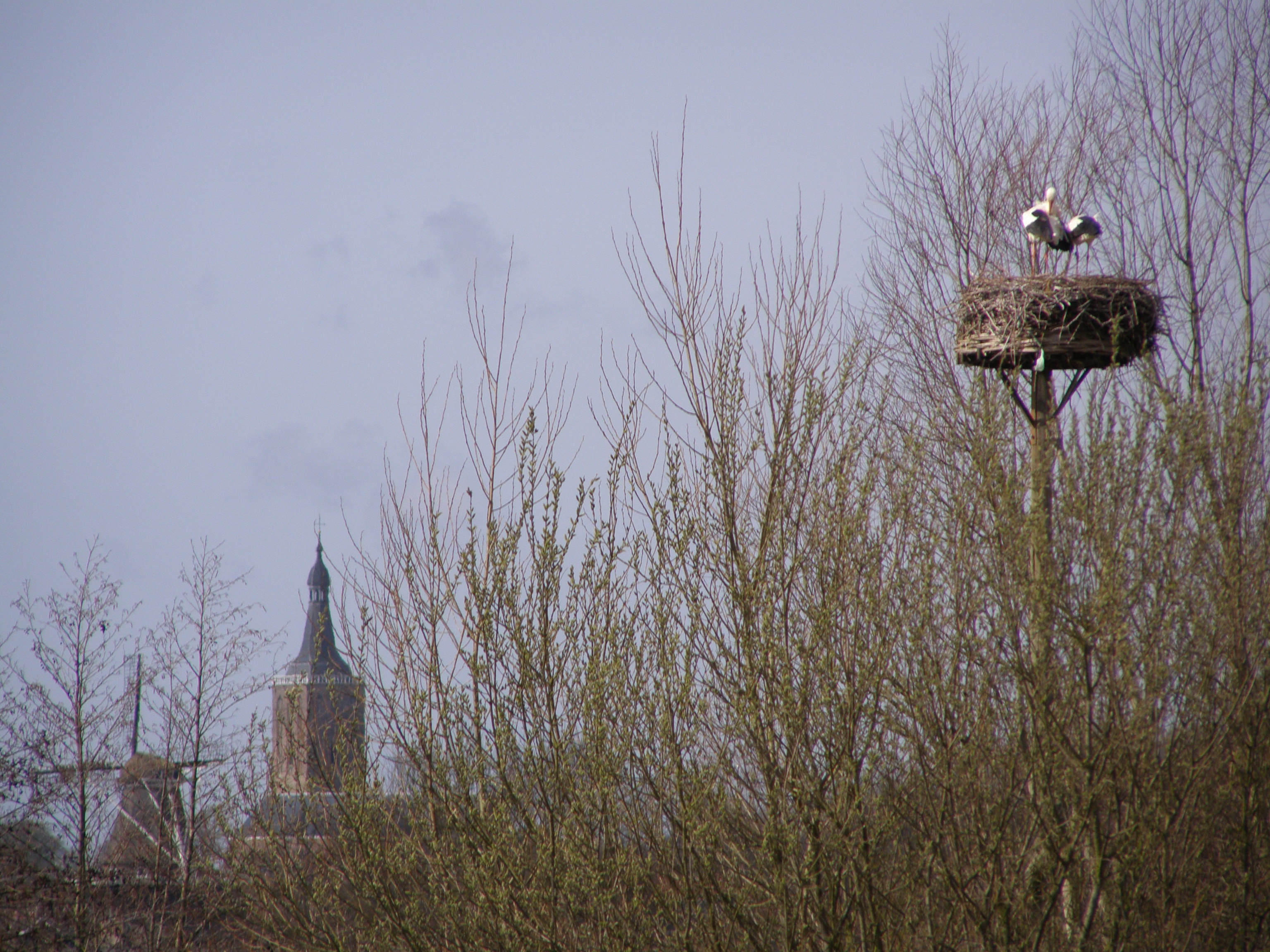 Ooievaars bij Streukelerzijl.