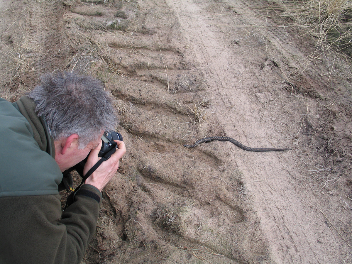 Boswachter Henk Ruseler en de eerste adder van 2009