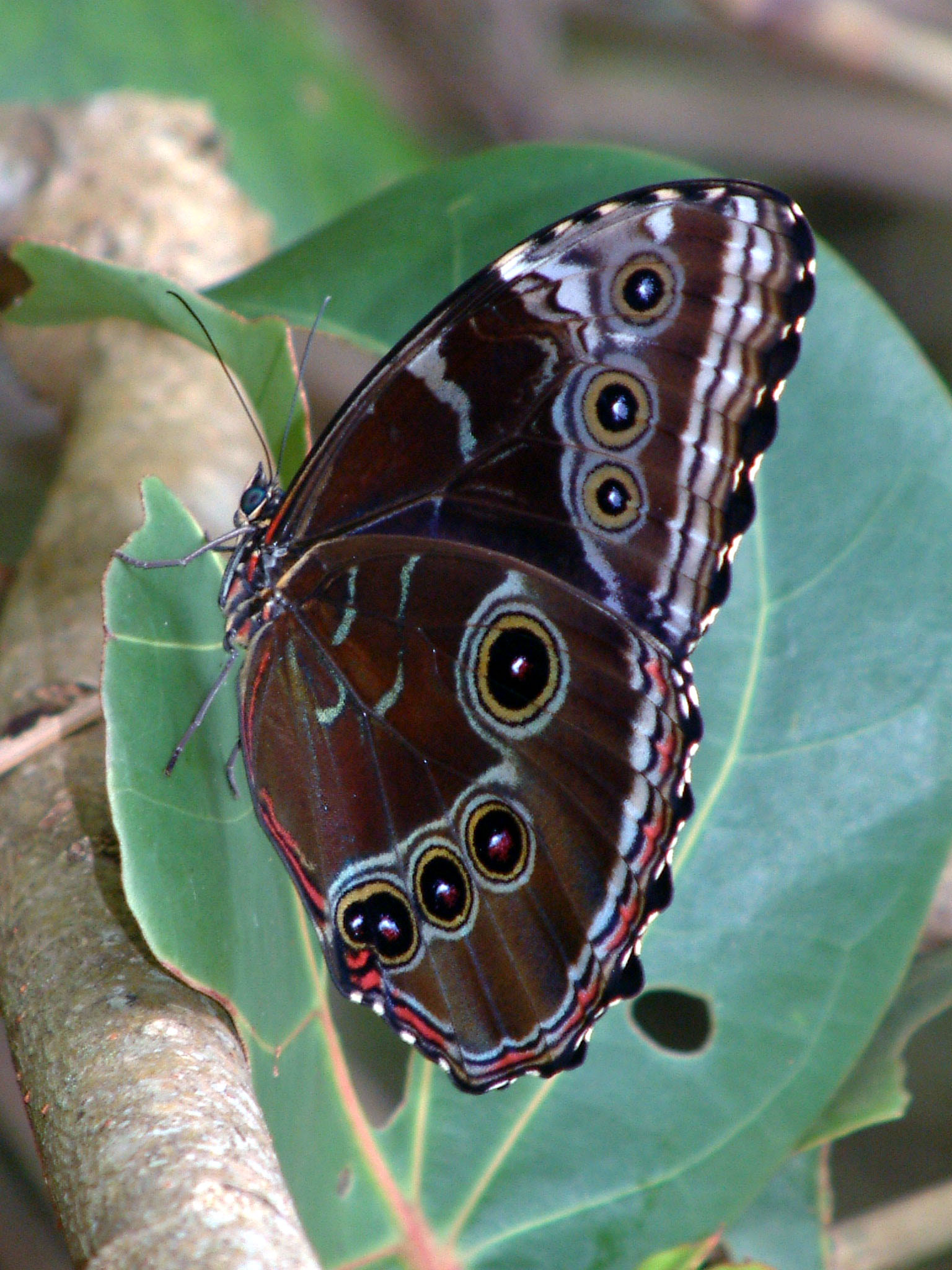 Morpho peleides