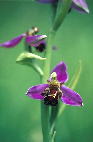bijenorchis