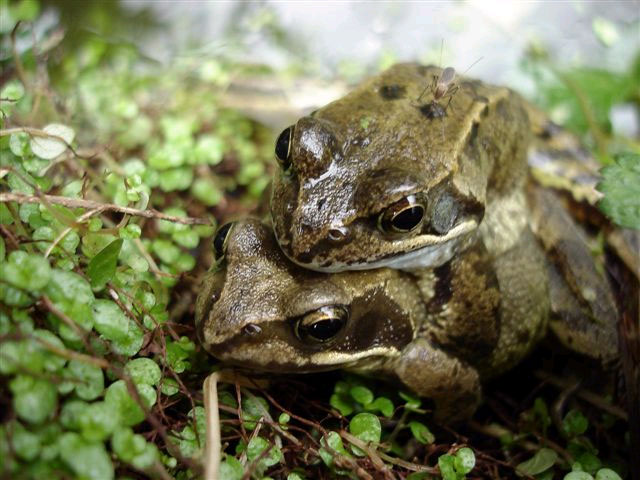 Twee kikkers en een mug