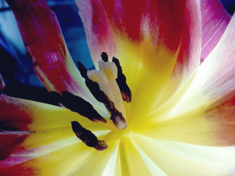 Bijna uitgebloeide tulp