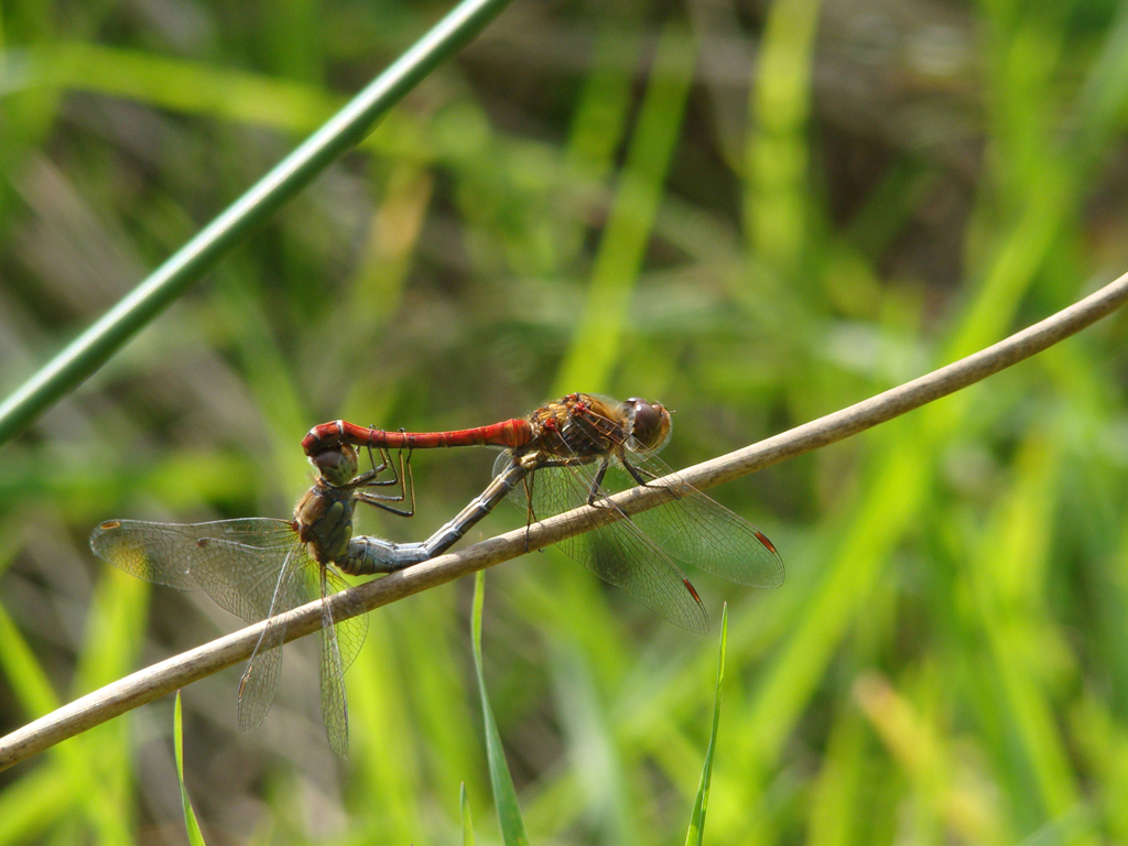 Steenrode heidelibel