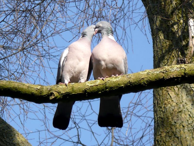 Kroelen in de lentezon