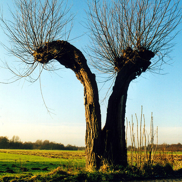 gespleten persoonlijkheid