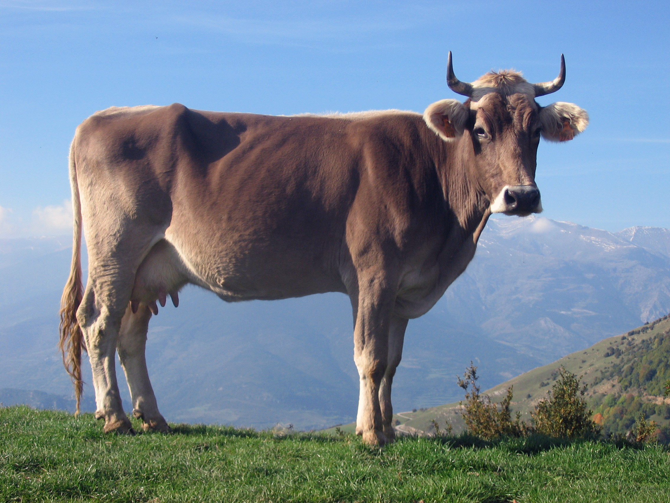 onmiskenbaar een koe