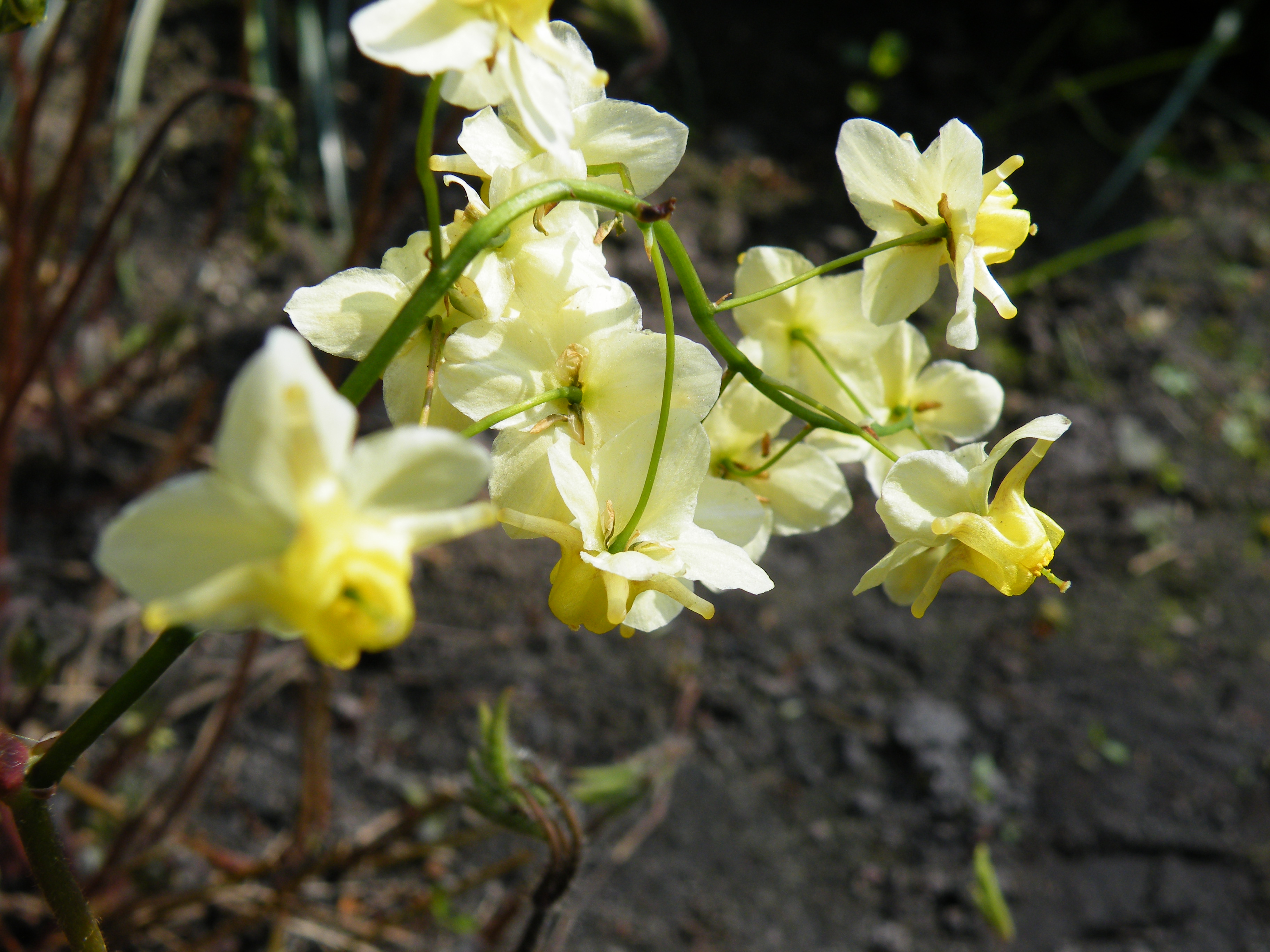 macro in de achtertuin