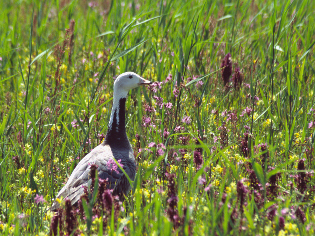 Sneeuwgans in Vlietland