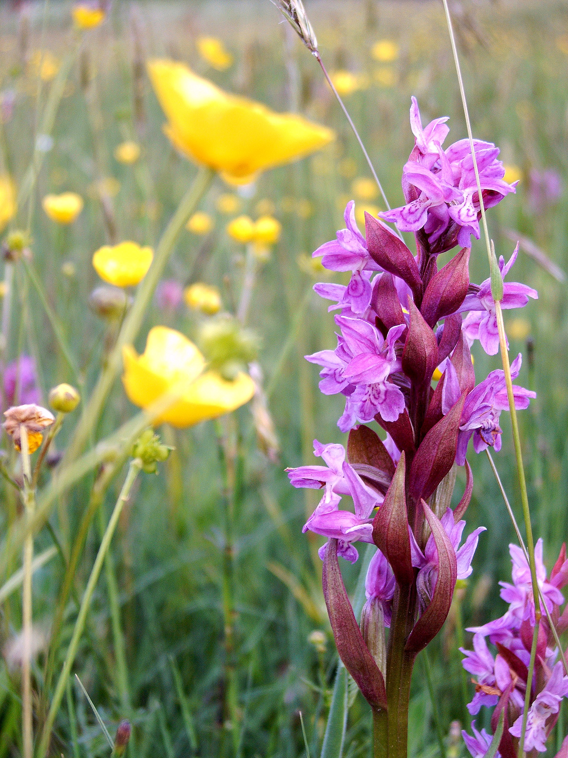 orchis en boterbloemen