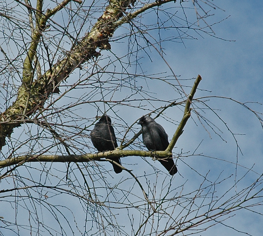 Twee alledaagse kauwen