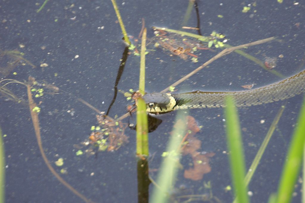 Ringslang in z'n element