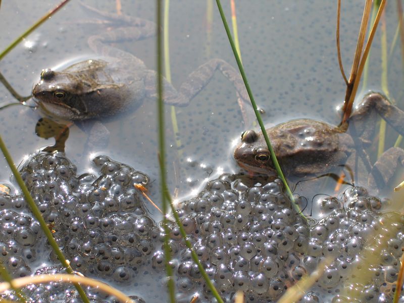 bruine kikkers + dril