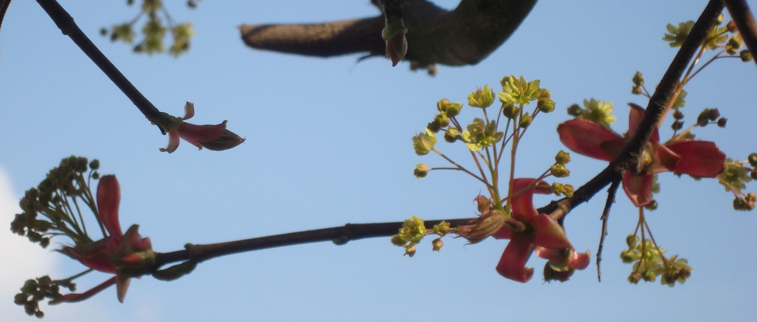 Bloemetjes in de esdoorn