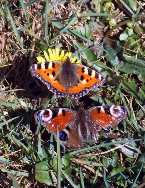 strijd om die ene paardebloem