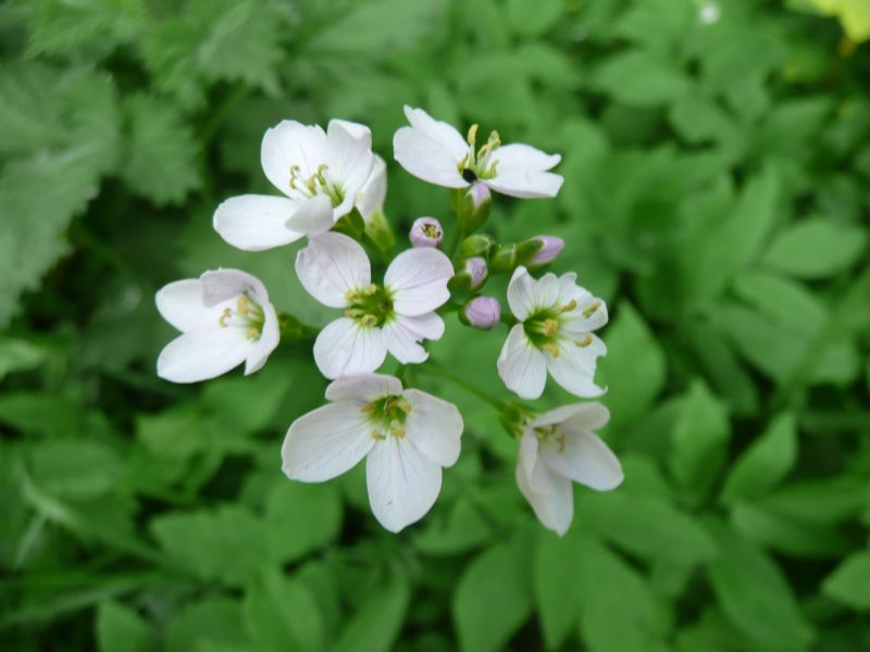 Pinksteren is nog ver weg...