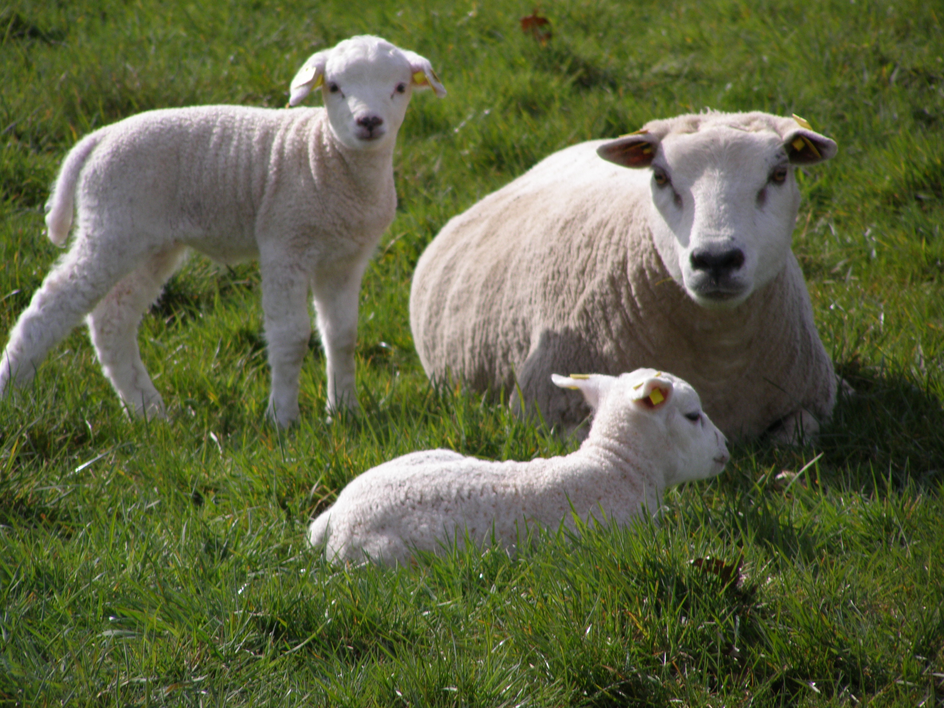 Lammetjes in de wei.