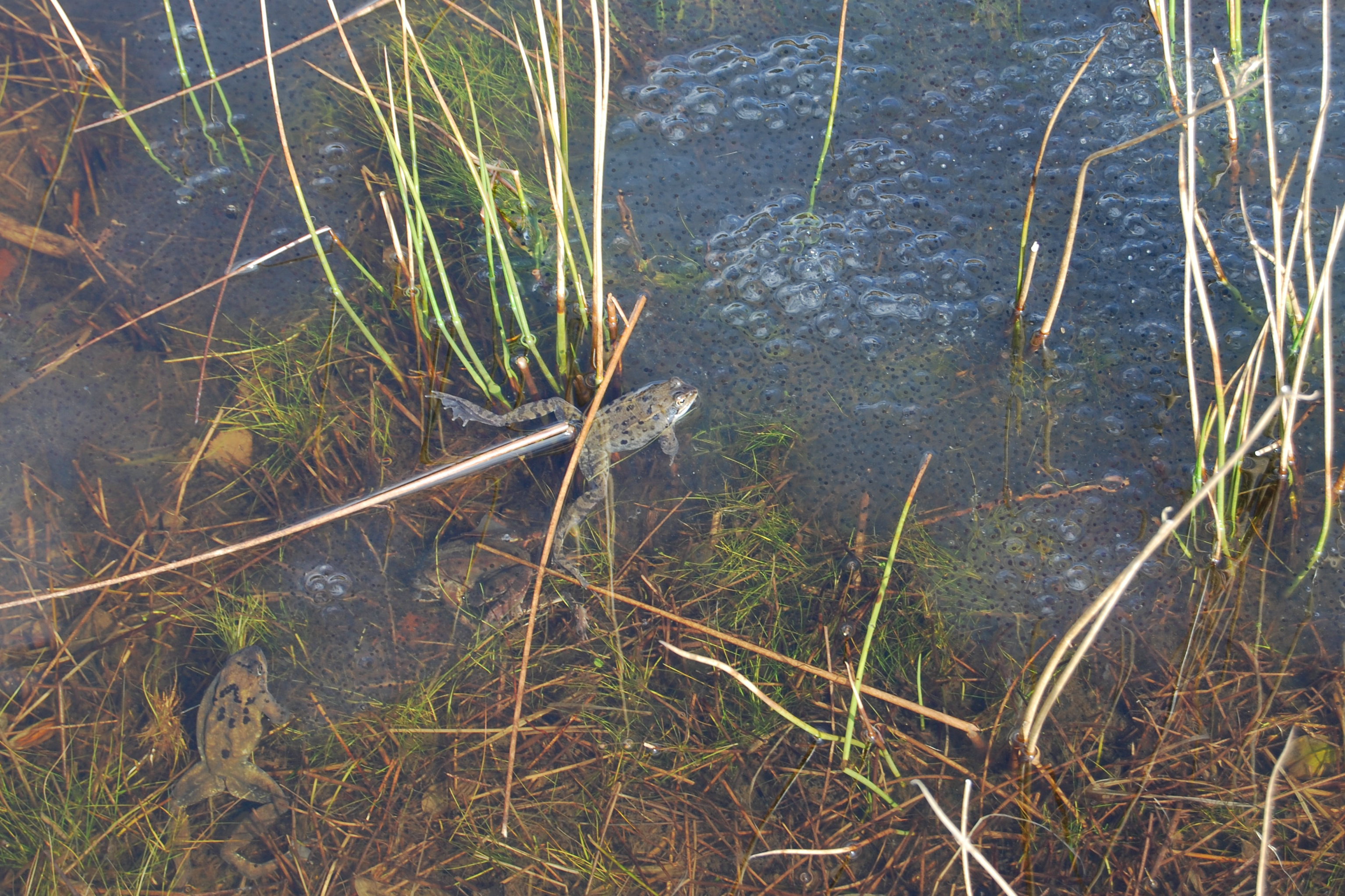 Op wacht bij heel veel mogelijke nakomelingen