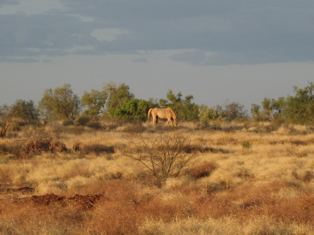 Wild Brumbie in Australisch landschap