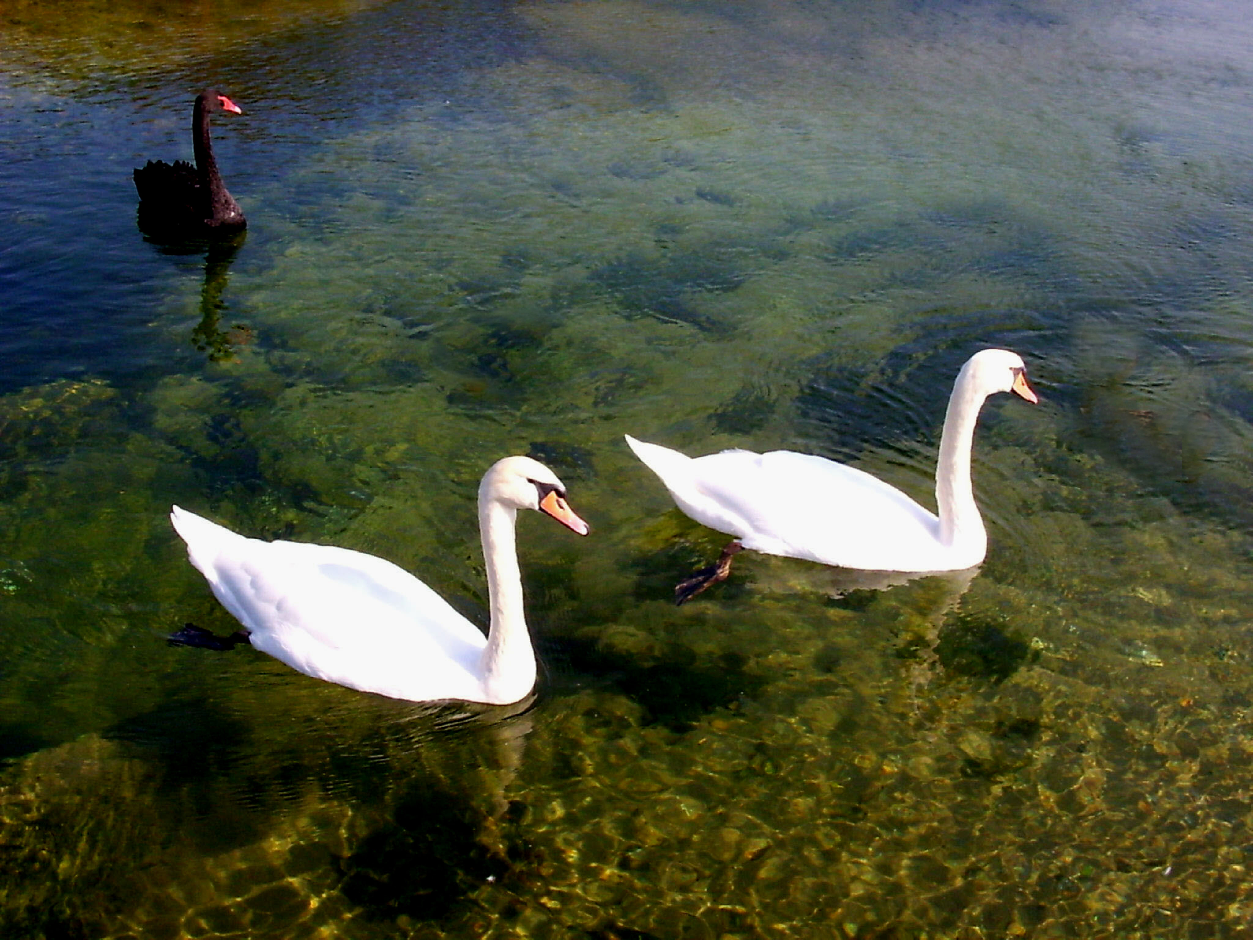 Witte zwanen - zwarte zwanen
