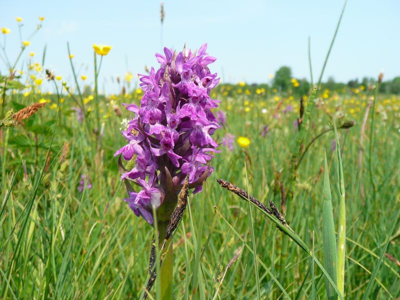 Wilde  Orchis
