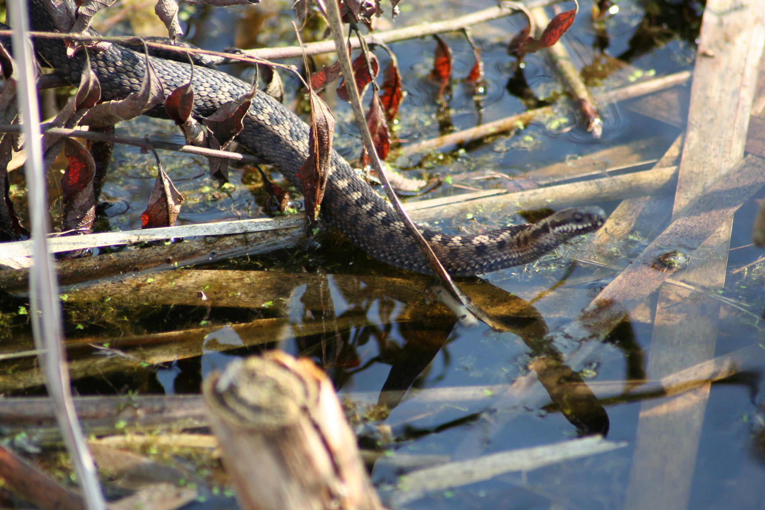 adder in het haaksbergerveen