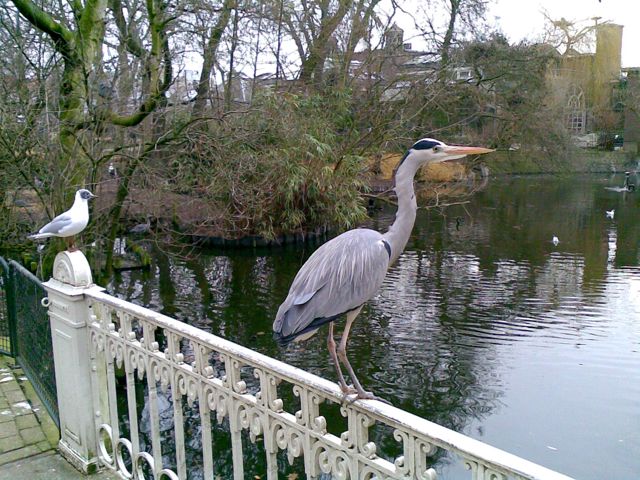 Reiger