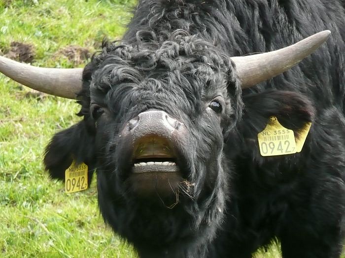 heb ik geen mooi gebit