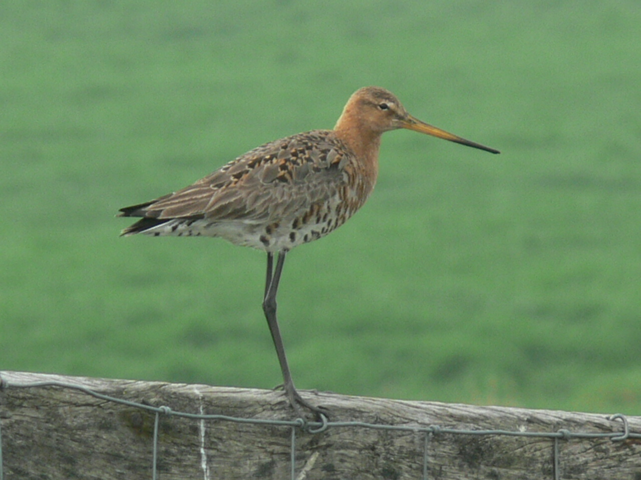 Grutto op de uitkijk!