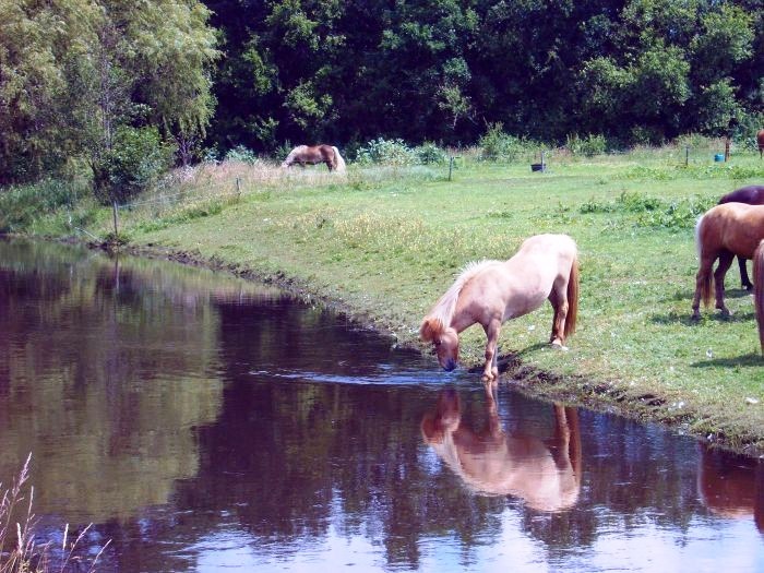 Drinken uit de Drentse A