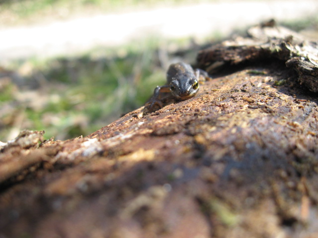 Alpenwatersalamander