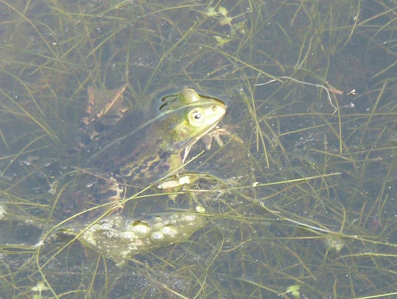 kikker in een boerensloot