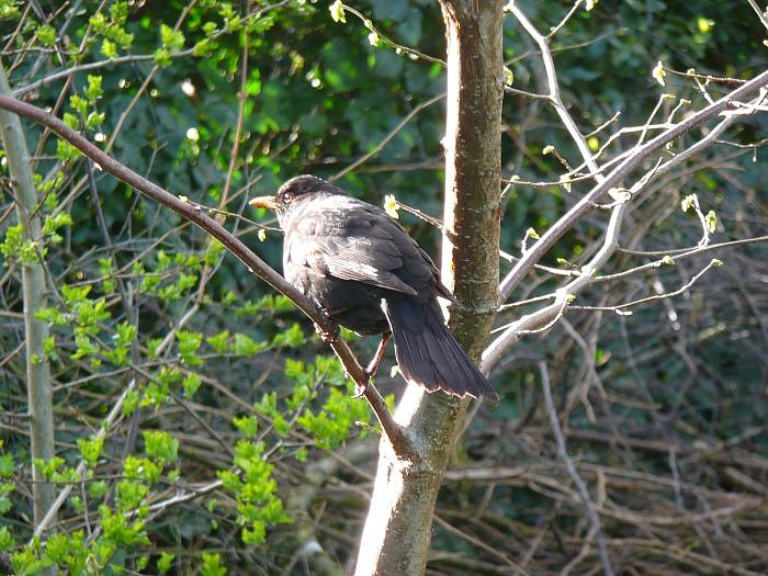 merel in voorjaarszon