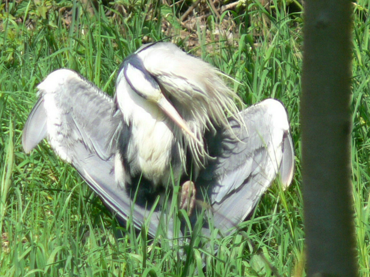 Poetsende Blauwe Reiger