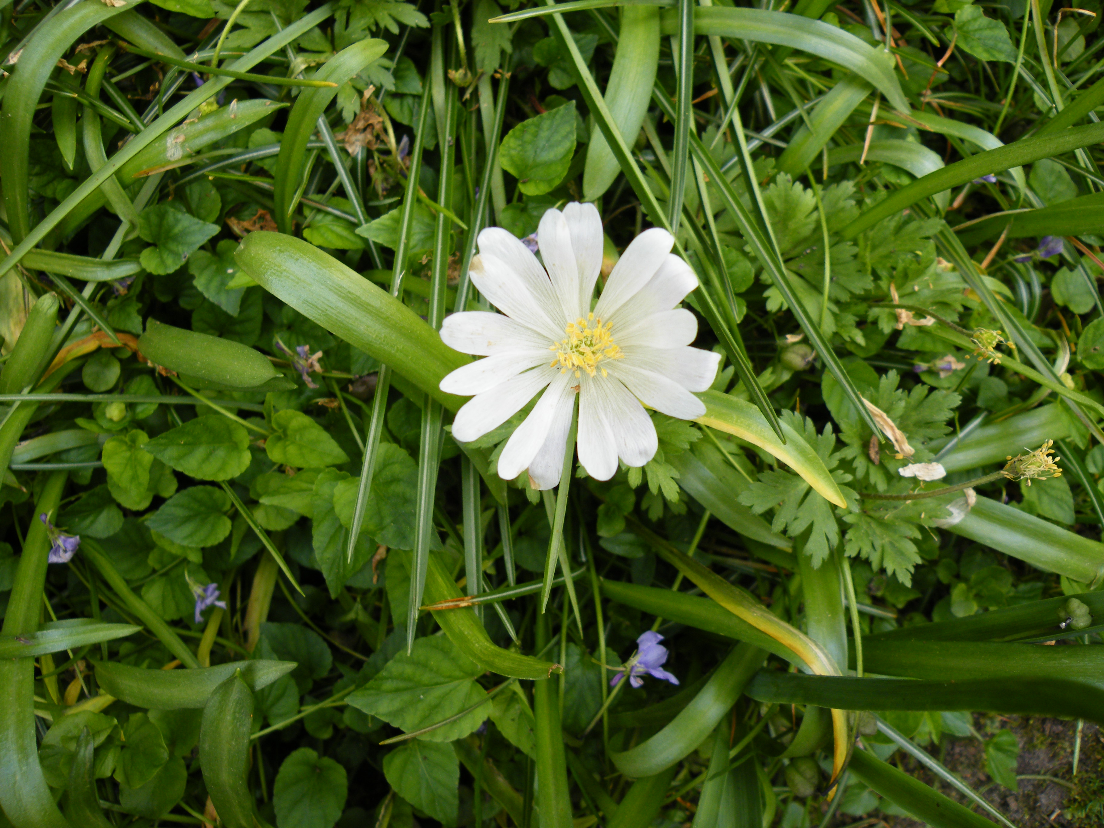 macro in de achtertuin