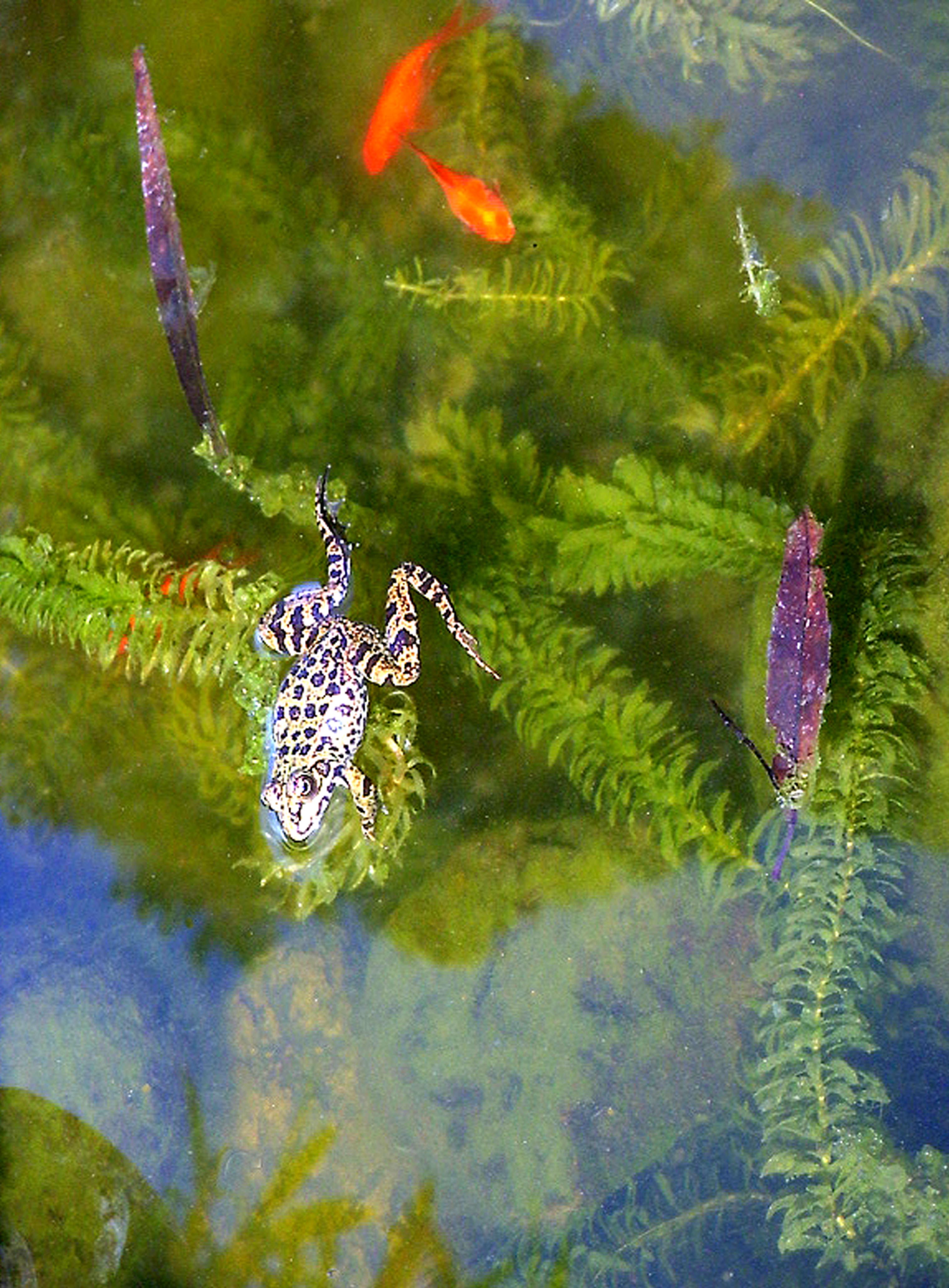 Kikkertje op Madeira