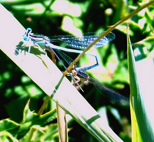 libelle in felle zon