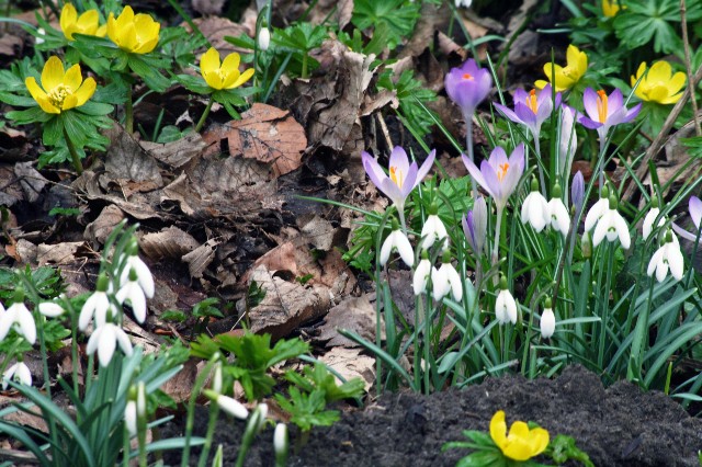 verschillende bloemen