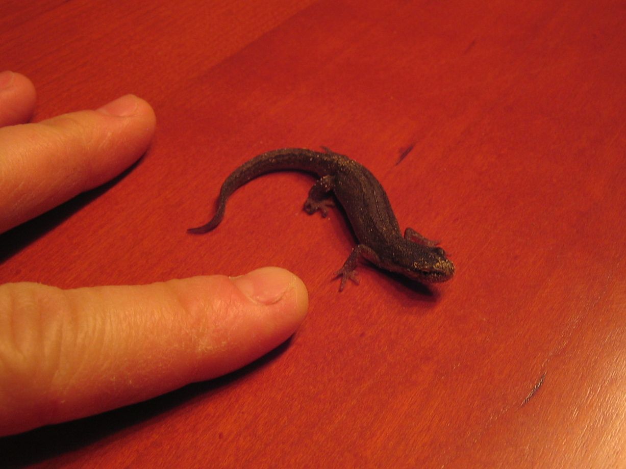 (baby) Salamander, Zevenhuizen ZH, 7-4-2009