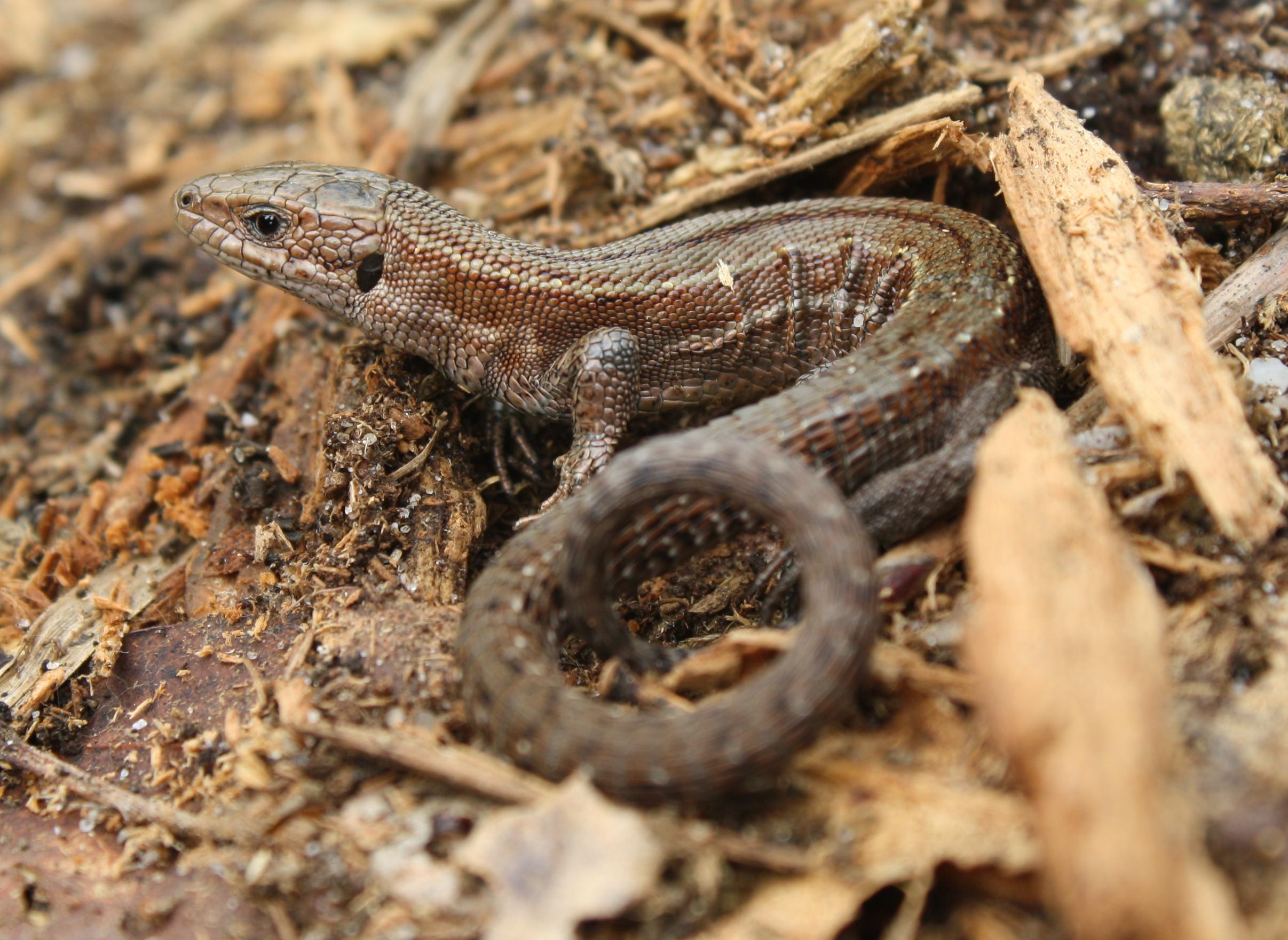 Levenbarende Hagedis