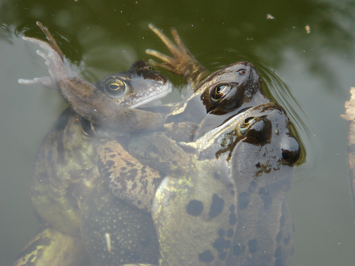 parende bruine kikkers