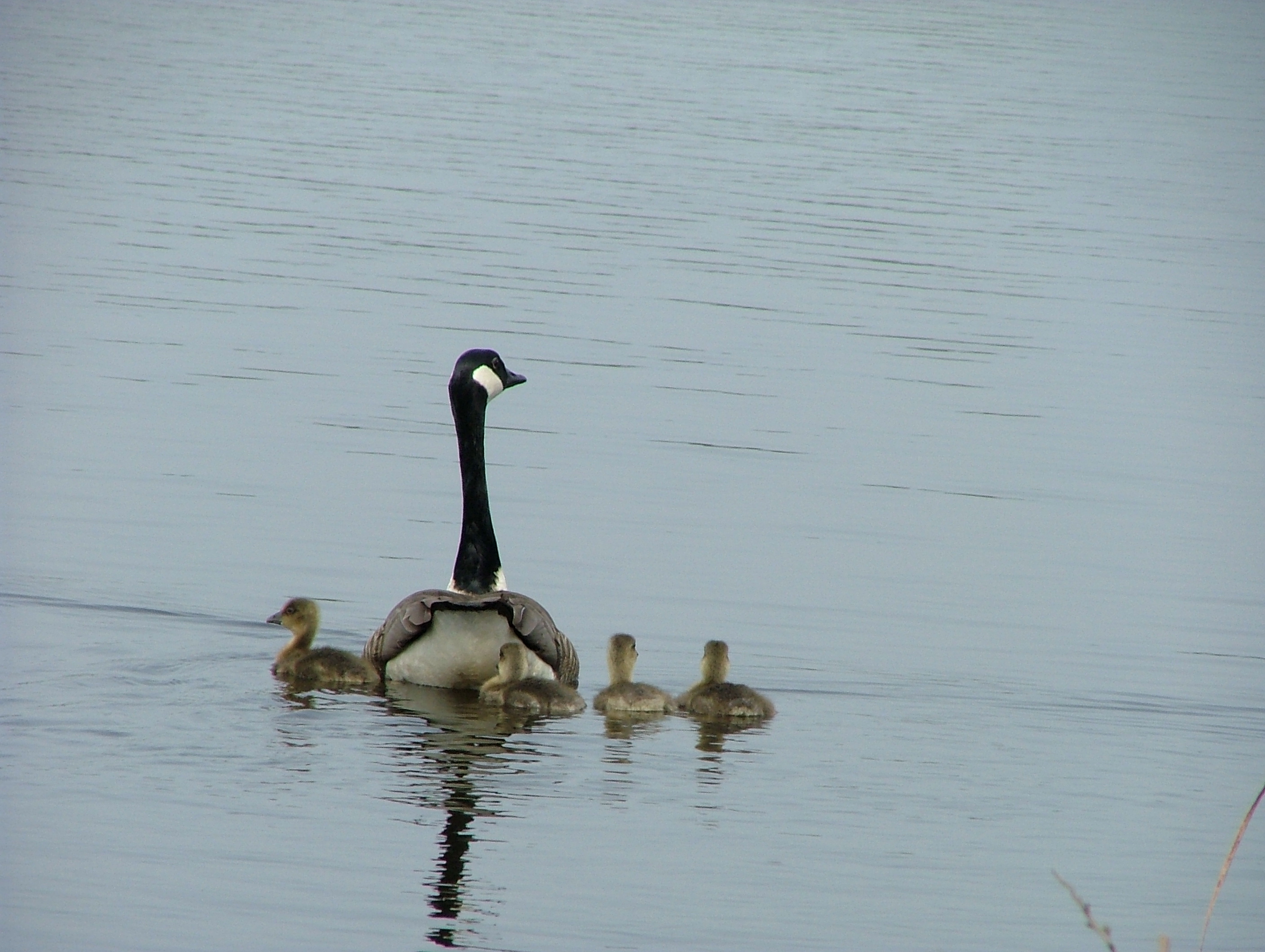 Canadese Gans met jongen