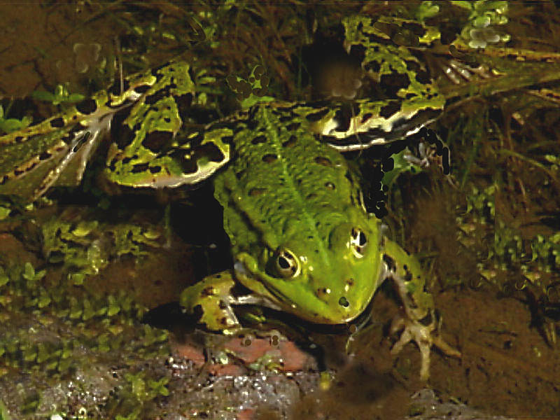 Groene kikker