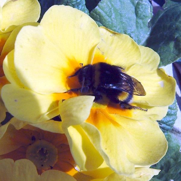 grote hommel
